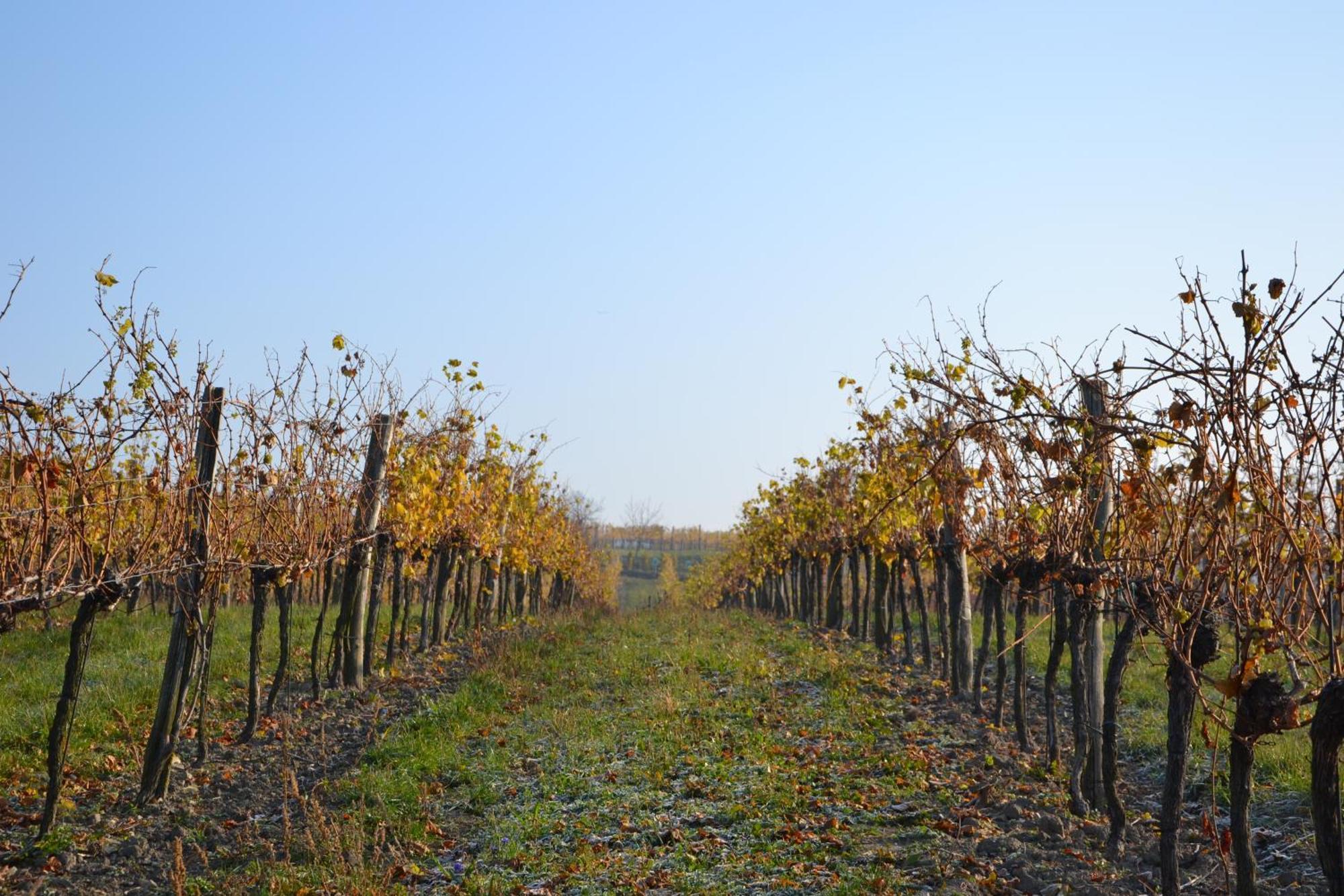 Wein + Bett Wiedeck Stetten Экстерьер фото